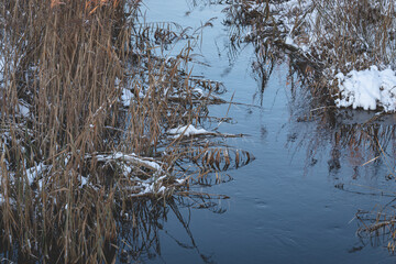 dry wilted reeds in wintertime near small forest river or ditch