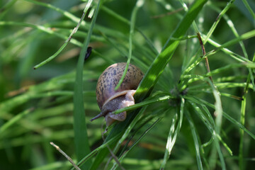 Snail crawling in the green grass, producing a secret or slime, natural conditions
