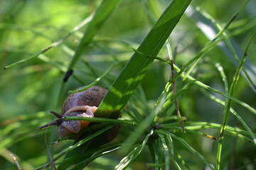 Snail crawling in the green grass, producing a secret or slime, natural conditions