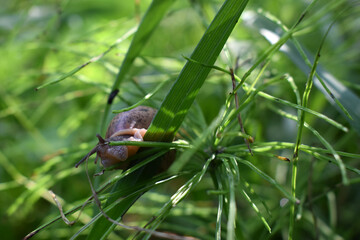 Snail crawling in the green grass, producing a secret or slime, natural conditions
