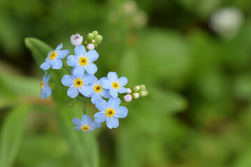 Myos&oacute;tis (Myosotis chaffeyorum) &ndash; herbaceous plant of the genus Boraginaceae	
