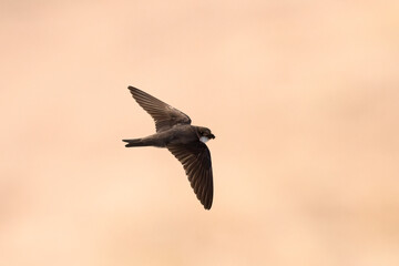 Collared Sand Martin
