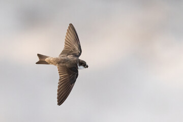 Collared Sand Martin