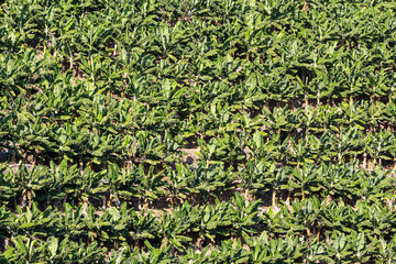 Bright green banana plants are in the summer day