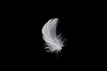 White feather isolated on a black background.