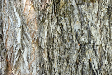Tree trunk - wood texture bark closeup