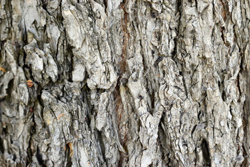 Tree trunk - wood texture bark closeup