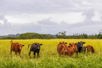 Curious cows on the pasture of Kauai Island, Hawaii © Faina Gurevich