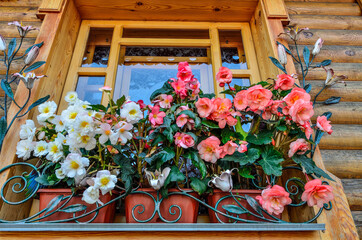 Fototapeta na wymiar White and pink flowers of tuberous begonia (Begonia tuberhybrida) in containers close up. Ornamental double-flowered begonias on the wooden window outdoor. Floriculture or gardening concept