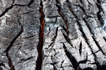 Black and white charred wood in a cut. Wood scorched by fire