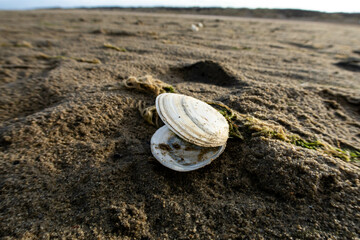 Fototapeta na wymiar Shell in the sand beach in the netherlands in the evening sun