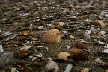 Shell in the sand beach in the netherlands in the evening sun