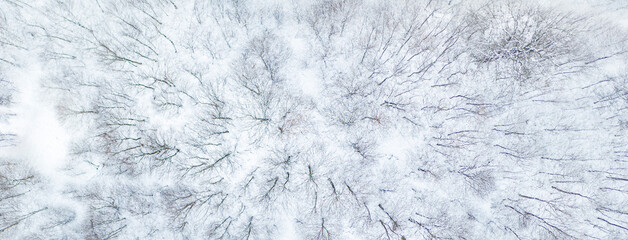Aerial view shows forest with deciduous trees in snow. It is winter and the trees are towering in...