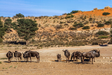 Fototapeta na wymiar Small group of Blue wildebeest in desert scenery in Kgalagadi transfrontier park, South Africa ; Specie Connochaetes taurinus family of Bovidae