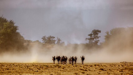 group of Blue wildebeest running front view in sand storm in Kgalagadi transfrontier park, South Africa ; Specie Connochaetes taurinus family of Bovidae