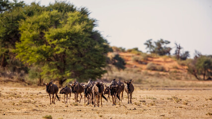 Small group of Blue wildebeest walking front view in dry land in Kgalagadi transfrontier park, South Africa ; Specie Connochaetes taurinus family of Bovidae