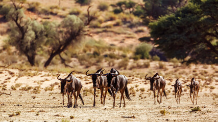 Small group of Blue wildebeest walking front view in Kgalagadi transfrontier park, South Africa ; Specie Connochaetes taurinus family of Bovidae