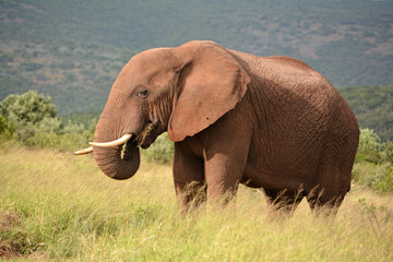 Fototapeta na wymiar elephant in the grass