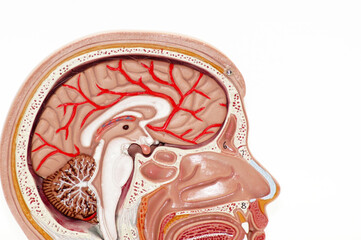 Querschnitt des menschlichen Gehirn freigestellt auf weißem Hintergrund