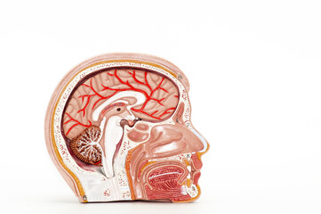 Querschnitt des menschlichen Gehirn freigestellt auf weißem Hintergrund