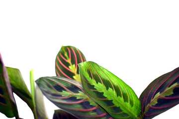 Maranta leuconeura - prayer plant, isolated - obrazy, fototapety, plakaty
