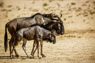 Blue wildebeest female and calf in Kgalagadi transfrontier park, South Africa ; Specie Connochaetes...