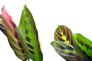Maranta leuconeura - prayer plant, isolated