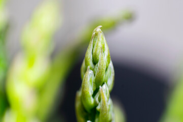Detail of fresh asparagus stems, source of vitamins and fiber, very balanced food, organic fruit of the earth.