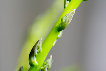 Detail of fresh asparagus stems, source of vitamins and fiber, very balanced food, organic fruit of the earth.
