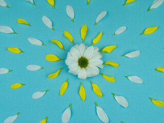 white flowers surrounded by white and yellow petals. background image of white flowers on a blue background