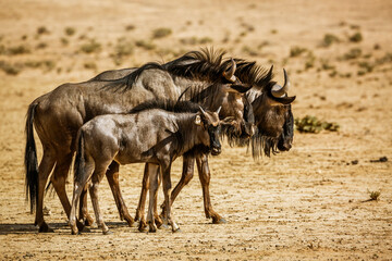 Blue wildebeest family, couple and calf in Kgalagadi transfrontier park, South Africa ; Specie Connochaetes taurinus family of Bovidae