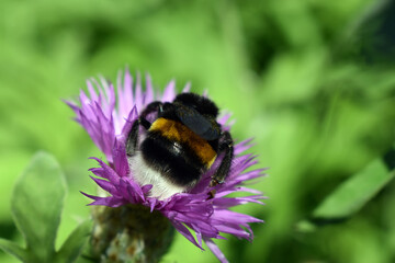 Busy bumblebee at work with flower. Centaurea Scabiosa L or greater knapweed of the genus Centaurea