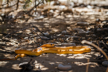 Cape cobra moving on sandy ground in Kgalagadi transfrontier park, South Africa; specie Naja nivea...