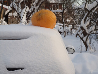 large orange pumpkin on a snow-covered car in an old garden. Winter still life.