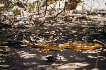 Cape cobra moving on sandy ground in Kgalagadi transfrontier park, South Africa; specie Naja nivea family of Elapidae