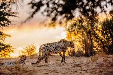 Cheetah walking at sunset in Kgalagadi transfrontier park, South Africa ; Specie Acinonyx jubatus family of Felidae