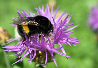 Busy bumblebee at work with flower. Centaurea Scabiosa L or greater knapweed of the genus Centaurea - obrazy, fototapety, plakaty