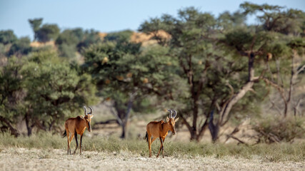 Two Hartebeest walking in green savannah in Kgalagadi transfrontier park, South Africa; specie Alcelaphus buselaphus family of Bovidae