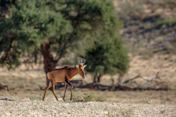 Hartebeest walking in green savannah in Kgalagadi transfrontier park, South Africa; specie Alcelaphus buselaphus family of Bovidae