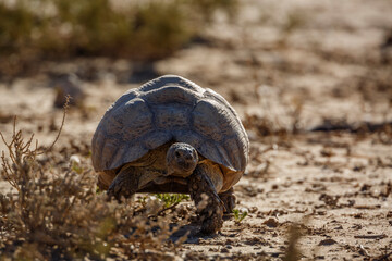 Leopard tortoise wlaking front view in dry land in Kgalagadi transfrontier park, South Africa ; Specie Stigmochelys pardalis family of Testudinidae