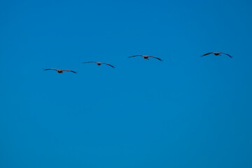 Cranes (grus grus) in flight. Gallocanta lake, Spain 