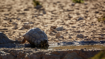 Leopard tortoise drinking in waterhole in Kgalagadi transfrontier park, South Africa ; Specie Stigmochelys pardalis family of Testudinidae