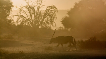 South African Oryx walking in dusty twilight in Kgalagadi transfrontier park, South Africa; specie...