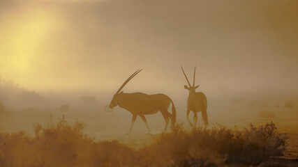 South African Oryx walking in dusty twilight in Kgalagadi transfrontier park, South Africa; specie...