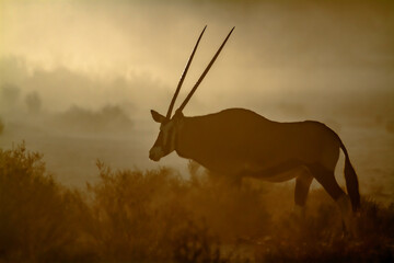 South African Oryx walking in dusty twilight in Kgalagadi transfrontier park, South Africa; specie...