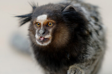 Pequeno Sagui comendo. Callithrix é um gênero de primatas da família Callitrichidae