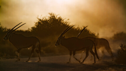 Fototapeta na wymiar Three South African Oryx walking in dusty twilight in Kgalagadi transfrontier park, South Africa; specie Oryx gazella family of Bovidae