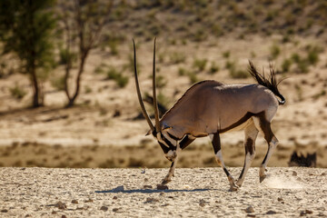 South African Oryx jumping in dry land scenery in Kgalagadi transfrontier park, South Africa;...