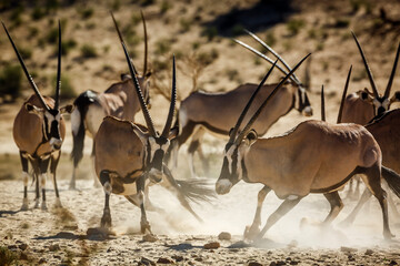 South African Oryx small group moving in dusty dry land in Kgalagadi transfrontier park, South Africa; specie Oryx gazella family of Bovidae