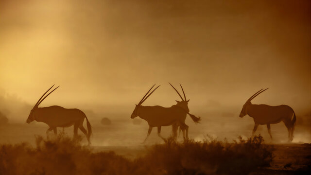 South African Oryx walking in dusty twilight in Kgalagadi transfrontier park, South Africa; specie Oryx gazella family of Bovidae